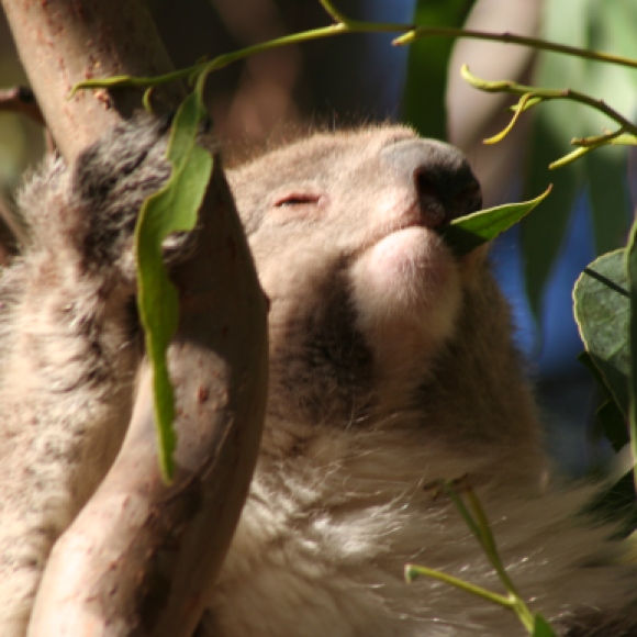 Ongestoord gaat de koala verder met zijn maaltijd